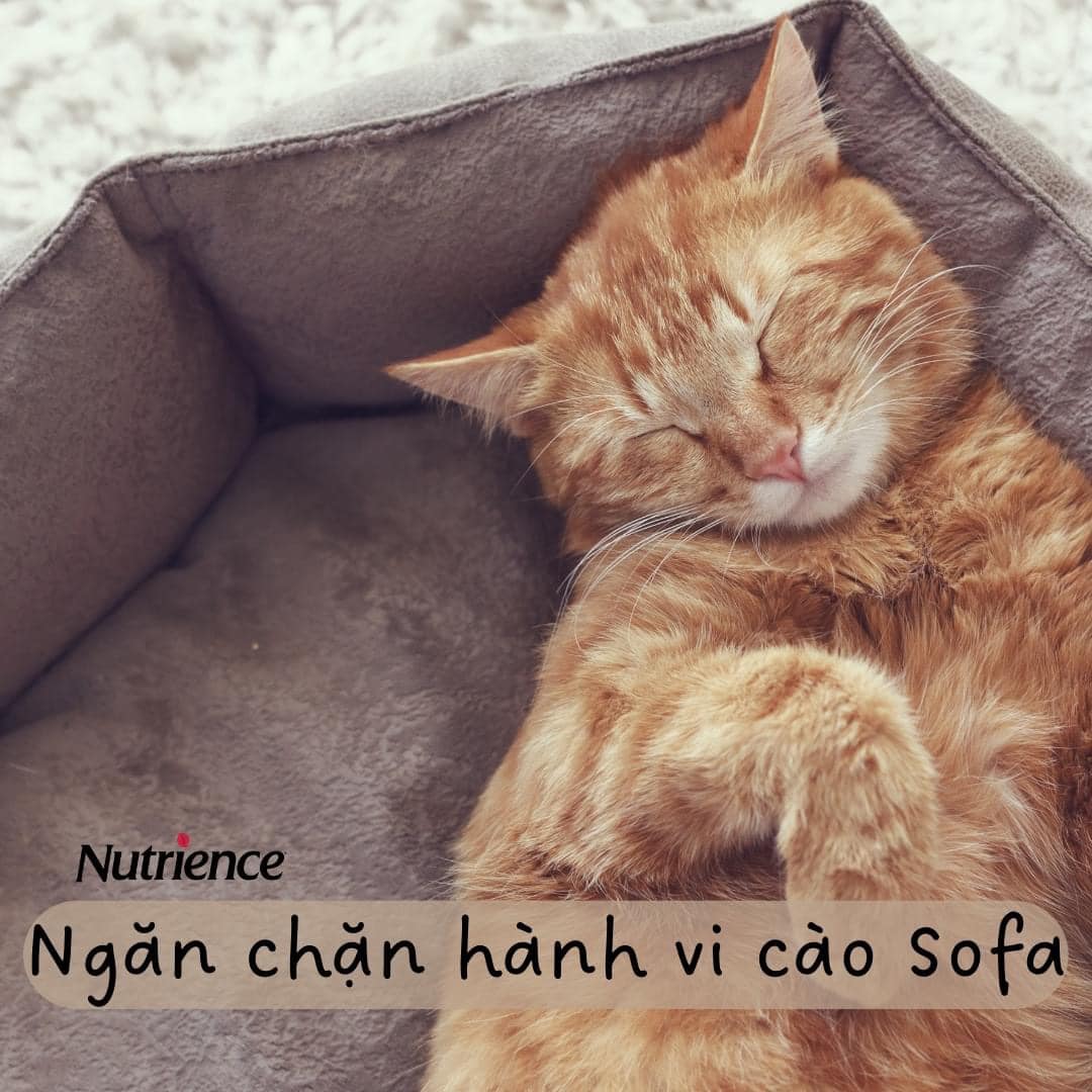 Các cách để mèo không cào sofa hiệu quả
