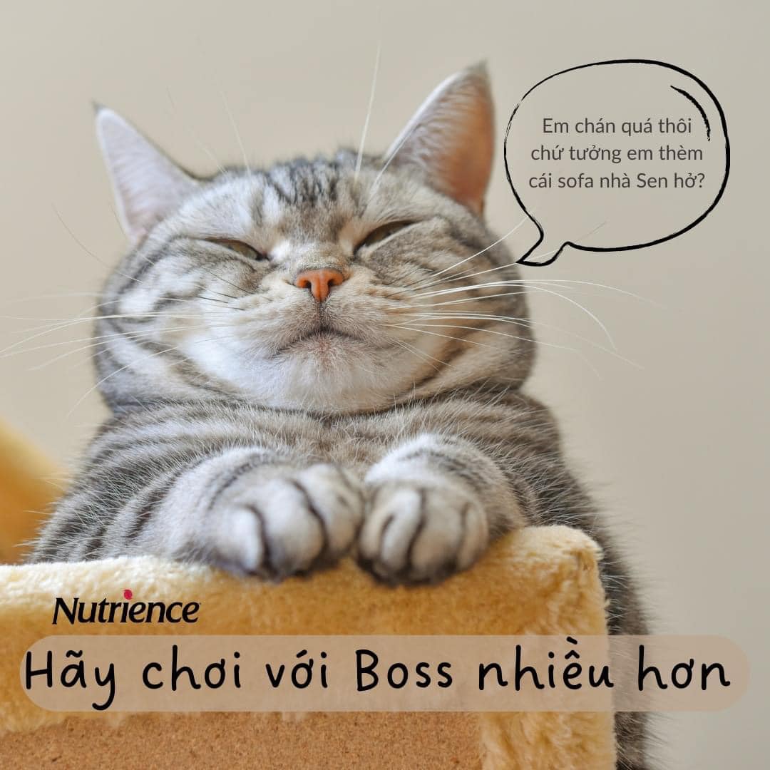 Các cách để mèo không cào sofa hiệu quả